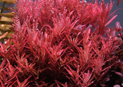 Colorata Rotala