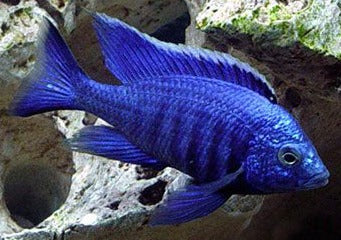 Copadichromis Azureus