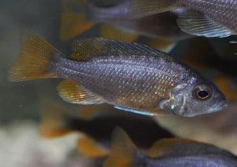 Copadichromis Borleyi Kadango Red - German Bloodline