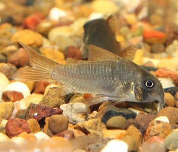 Corydoras Concolor