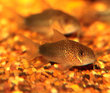 Corydoras - Similis