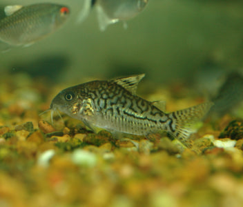 Corydoras Agassizi