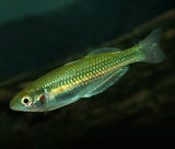 Crimson Spotted Rainbowfish