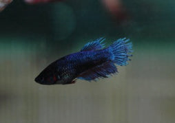 Female Crowntail Betta | Betta For Sale | Tropical Fish Online | Buy Aquarium Fish | Live Freshwater Fish For Sale | Coburg Aquarium | coburgaquarium.com.au