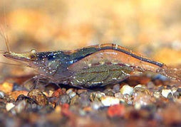 Darwin Algae Eating Shrimp