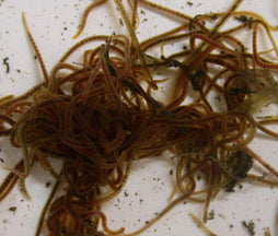 Live Blackworm - fish food or bait