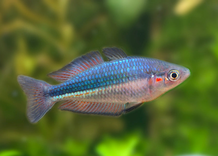 Duboulays Rainbowfish Schnapper Ck M. Duboulayi | Buy Freshwater Fish – Coburg Aquarium
