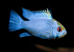 Electric Blue Ram | Live fish online | coburgauqarium.com.au｜Aquarium Shop | Aquarium FIsh for sale | Tropicah fish store | Freshwater Fish | Coburg Aquarium