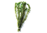 Elodea
