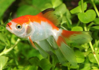Fantail Goldfish, Coldwater Goldfish