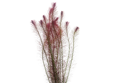 Fine Rotala