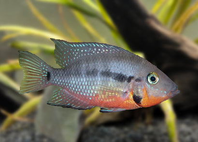 FIremouth Cichlid | Live fish online | coburgauqarium.com.au｜Aquarium FIsh for sale | Tropicah fish store | African Cichlid | Live Fish For Sale | Aquarium Fish Shop