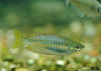 Coburg Aquarium | Banded Rainbowfish - Flat Rock Creek | Shop rainbowfish online