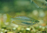 Banded Rainbowfish - Flat Rock Creek