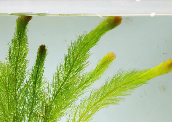 Shop Aquarium Plants | Fox Tail – Coburg Aquarium