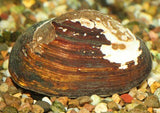 Mussel Freshwater