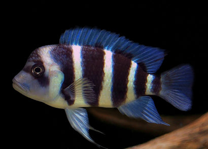 Frontosa Burundi Cichlid | Live fish online | coburgauqarium.com.au｜Aquarium FIsh for sale | Tropicah fish store | African Cichlid | Freshwater Fish | Coburg Aquarium
