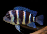 Cyphotilapia Frontosa
