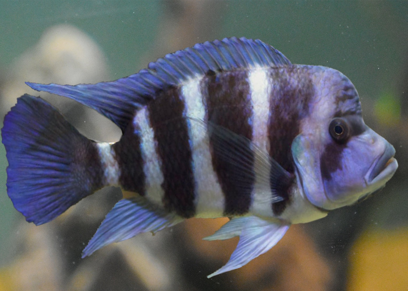 Juvenile Frontosa Cichlid