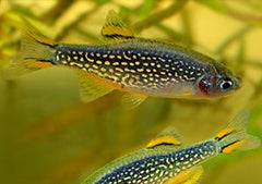 Galaxy Rasbora - small black fish with yellow spots and transparent fins