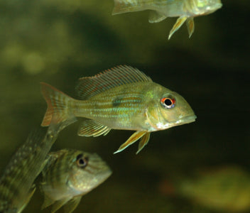 Geophagus Altifrons