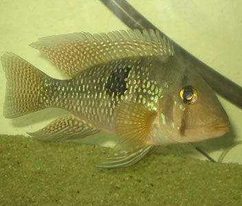 Geophagus Pearl Horseface