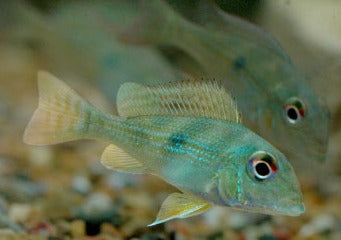 Geophagus Rio Branco Cichlid | Live fish online | coburgauqarium.com.au｜Aquarium FIsh for sale | Tropicah fish store | Freshwater Fish | Coburg Aquarium