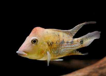 Geophagus Steindachneri Red hump Cichlid | Live fish online | coburgauqarium.com.au｜Aquarium FIsh for sale | Tropicah fish store | Freshwater Fish | Coburg Aquarium