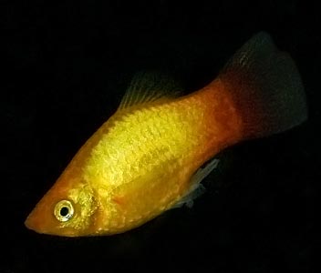Platy Wagtail Glowlight Sunset