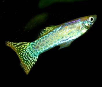 Guppy Male Cobra Gold