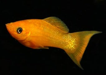 Molly Gold Black Lyretail – Coburg Aquarium