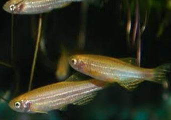 Zebra Danio Gold | coburgaquarium.com.au | Live Fish in Australia | Freshwater | Tropical | Plants | Aquaponics | Coburg Aquarium
