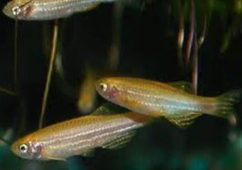 Zebra Danio Gold | coburgaquarium.com.au | Live Fish in Australia | Freshwater | Tropical | Plants | Aquaponics | Coburg Aquarium