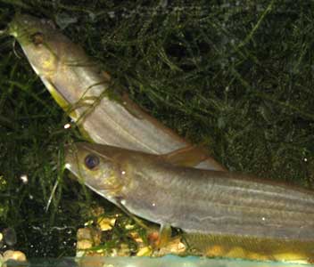 Catfish - Golden Eeltail - Hyrtls