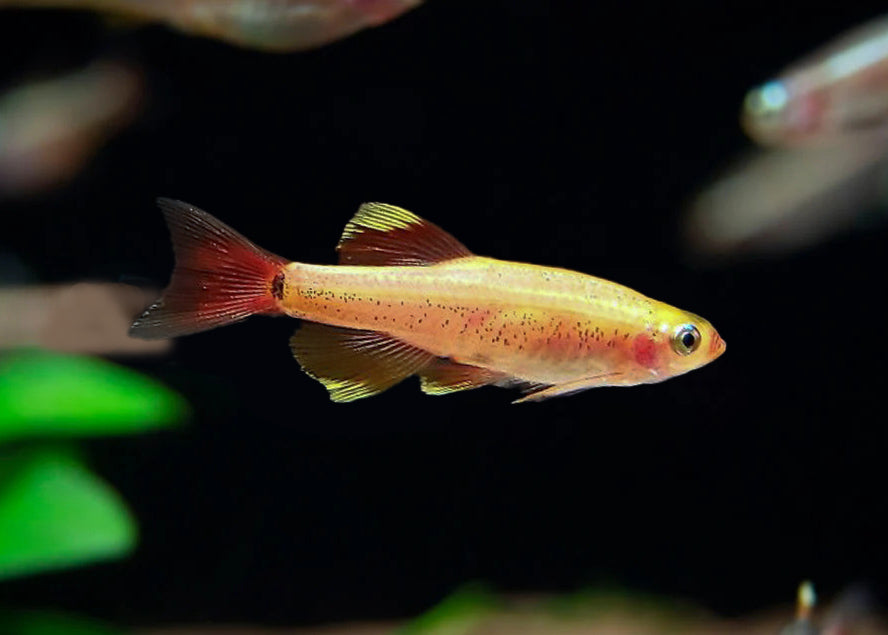 Golden White Cloud Mountain Minnow Special 6 for $16 in Coburg