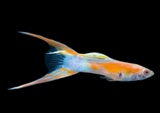 Guppy Male Golden Calico Scissortail
