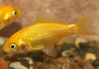 Comet Golden | Comet Goldfish for Sale | Goldfish | Coldwater Goldfish | Buy Goldfish Online | Coburg Aquarium | Aquarium Fish for Sale | Buy Goldfish in Australia | coburgaquarium.com.au