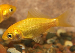 Comet Golden | Comet Goldfish for Sale | Goldfish | Coldwater Goldfish | Buy Goldfish Online | Coburg Aquarium | Aquarium Fish for Sale | Buy Goldfish in Australia | coburgaquarium.com.au