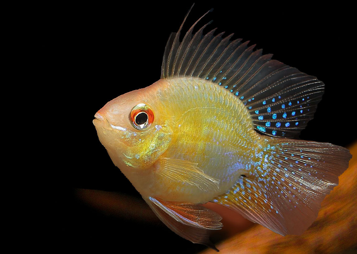 Gold Balloon Ram Cichlid Freshwater Fish for Sale Coburg Aquarium