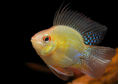 Golden Balloon Ram | Live fish online | coburgauqarium.com.au｜Aquarium Shop | Aquarium FIsh for sale | Tropicah fish store | Freshwater Fish | Coburg Aquarium