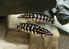 Julie fish | marlieri Julie Cichlid | Gombe | Festae Cichlid | Live fish online | coburgauqarium.com.au｜Aquarium FIsh for sale | Tropicah fish store | African Cichlid | Freshwater Fish | Coburg Aquarium