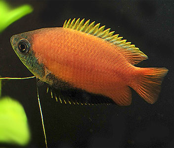 Gourami Orange Flame