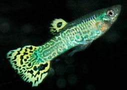 Guppy Male Cobra Green