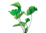 Green Lotus
