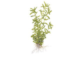 Green Rotala