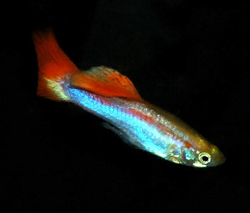 Guppy Male Rainbow