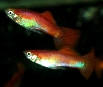Guppy Male Red Blonde