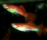 Guppy Male Red Blonde