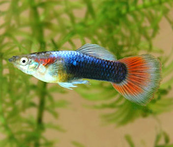 Guppy Endlers Male Red Neon