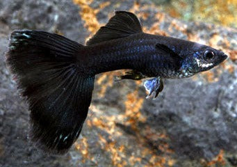 Black Elephant Ear Male Guppy | Buy Fresshwater Fish online | Live fish for sale | aquarium fish near me | coburgaquarium.com.au